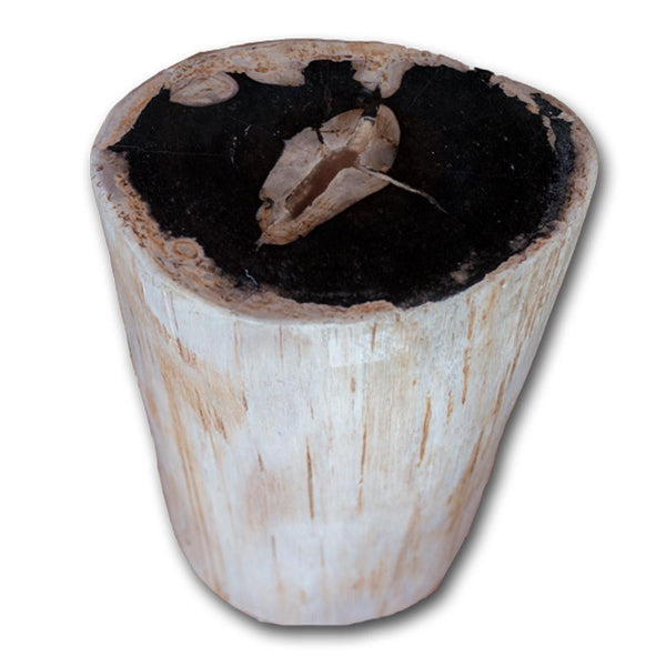 Petrified Wood Stool PF-2159 by Aire Furniture