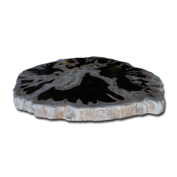 Petrified Wood Slab- 20