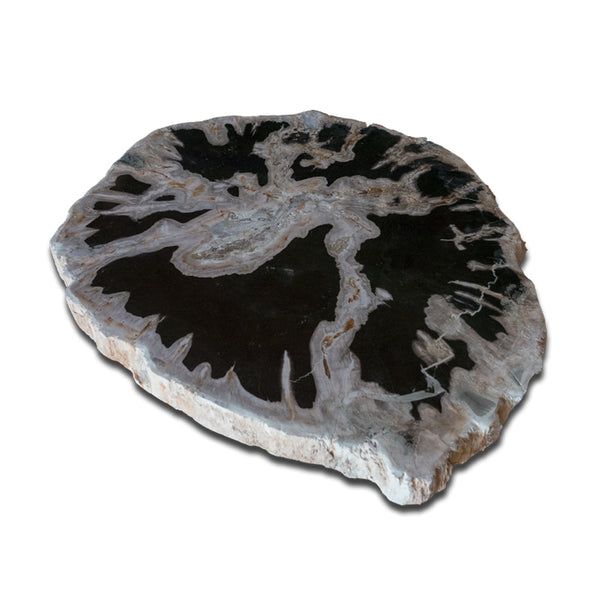Petrified Wood Slab With Custom Made Base PF-1116 by Aire Furniture