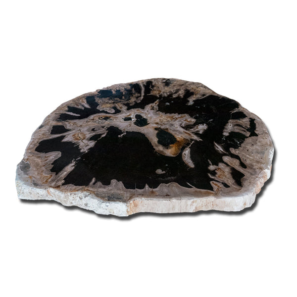 Petrified Wood Slab With Custom Made Base PF-1117  by Aire Furniture