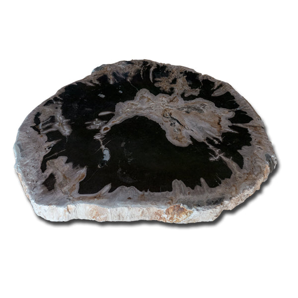 Petrified Wood Slab With Custom Made Base PF-1118  by Aire Furniture