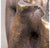 Gold Leaf Design Group Planter, Tree Stump 26