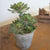 Kalalou Large Zwartkop Succulent In A Pot - Set of 2 | Modishstore | Outdoor Planters, Troughs & Cachepots