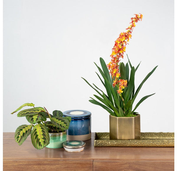 Hex Planter Set of 4 by Gold Leaf Design Group | Planters, Troughs & Cachepots | Modishstore