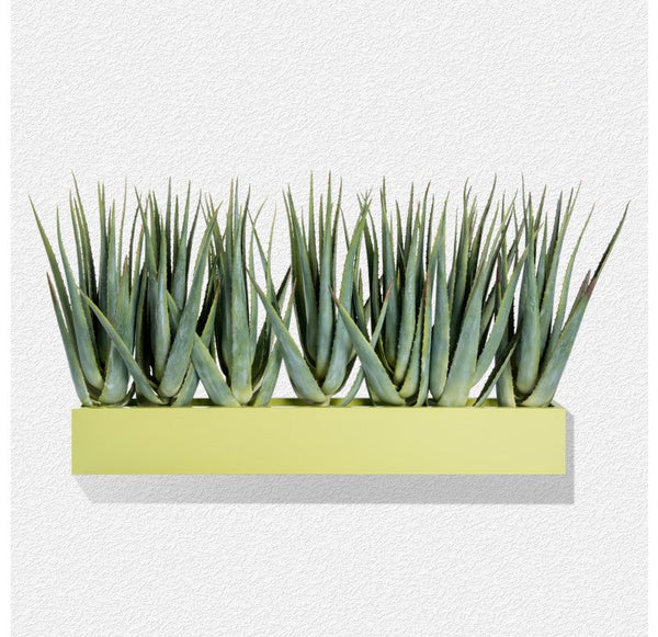 Green Wall, Aloe in Wall Planter by Gold Leaf Design Group | Green Wall | Modishstore