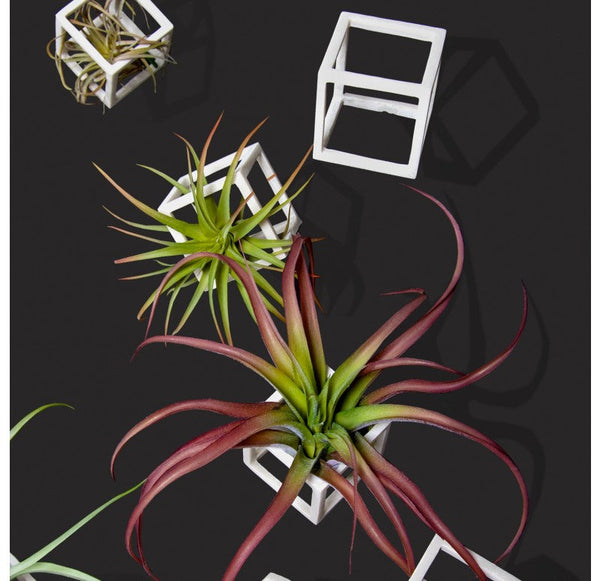 Wall Play 'Cubical' w/ Tillandsia Mix by Gold Leaf Design Group | Wall Decor | Modishstore-2