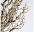 Bonsai Topiary, 55�L by Gold Leaf Design Group | Botanicals | Modishstore-3
