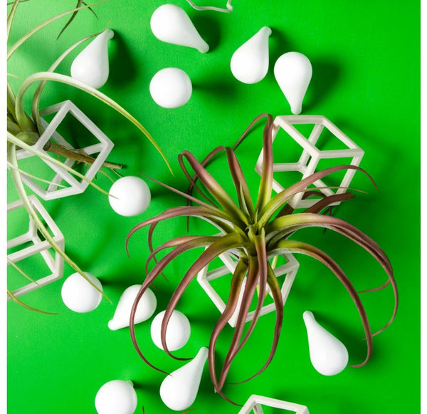 Wall Play 'Cubical/ Fig' w/ Tillandsia Mix by Gold Leaf Design Group | Wall Decor | Modishstore-4
