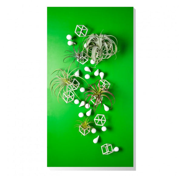 Wall Play 'Cubical/ Fig' w/ Tillandsia Mix by Gold Leaf Design Group | Wall Decor | Modishstore