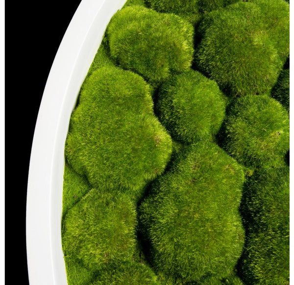Green Wall, 'Bun Moss', Round by Gold Leaf Design Group | Green Wall | Modishstore-6
