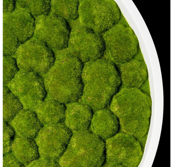 Green Wall, 'Bun Moss', Round by Gold Leaf Design Group | Green Wall | Modishstore-4