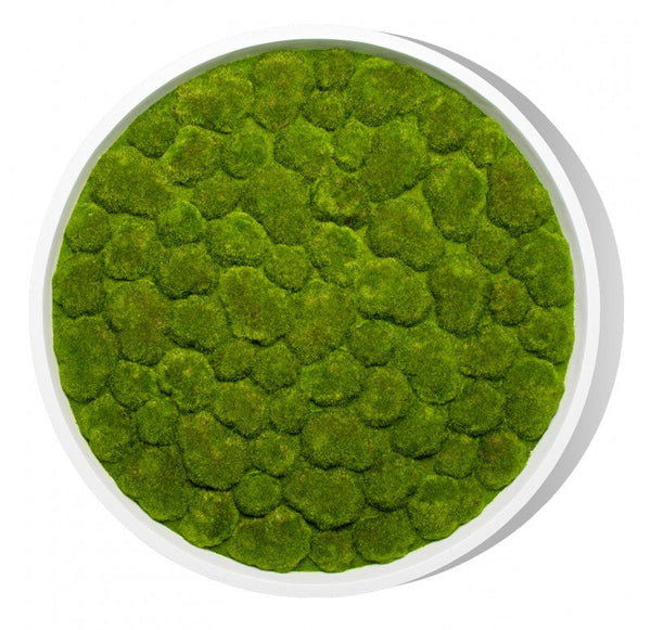 Green Wall, 'Bun Moss', Round by Gold Leaf Design Group | Green Wall | Modishstore