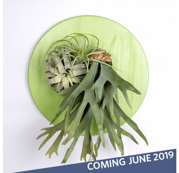 Green Wall Substrate, Staghorn & Air Plants by Gold Leaf Design Group | Green Wall | Modishstore-2
