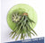 Green Wall Substrate, Staghorn & Air Plants by Gold Leaf Design Group | Green Wall | Modishstore-2
