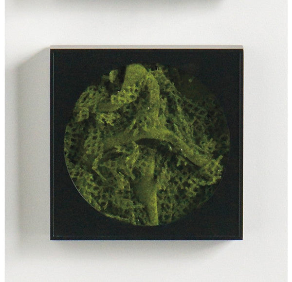 Gold Leaf Design Group Mini Green Wall Moss | Green Wall | Modishstore