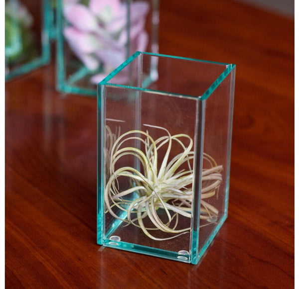 Glass Terrarium: Micro Tillandsia (Set of 4) by Gold Leaf Design Group | Glass Terrariums | Modishstore
