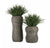 Grass: Liriope in Naoshima Planter, SM by Gold Leaf Design Group | Planters, Troughs & Cachepots | Modishstore-4