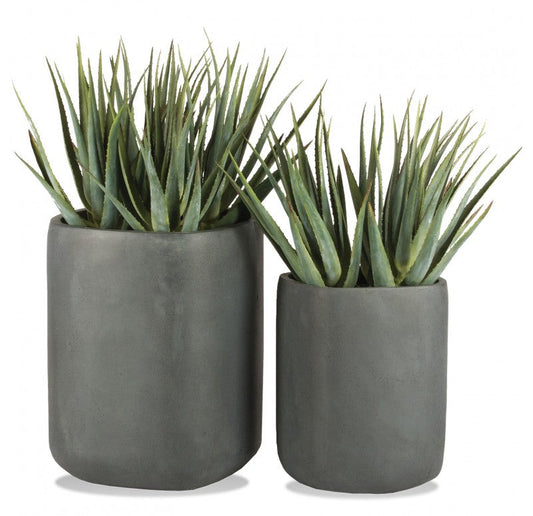 Aloe in Tombo Planter, Set of 2 by Gold Leaf Design Group | Planters, Troughs & Cachepots | Modishstore