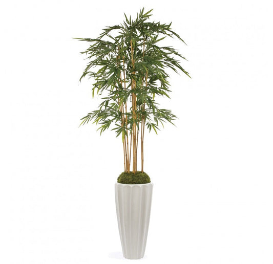 Bamboo Tree, Unpotted in Fiberglass Pia Planter by Gold Leaf Design Group | Planters, Troughs & Cachepots | Modishstore