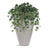 Holland Ivy Bush, Unpotted, 44