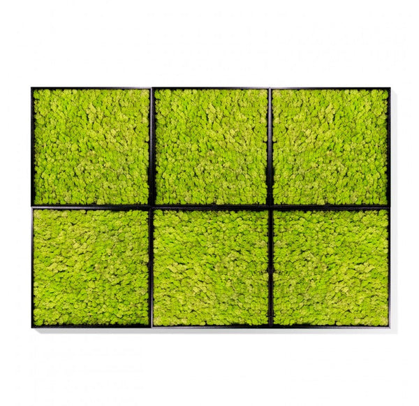 Green Wall, Reindeer Moss, Lime by Gold Leaf Design Group | Green Wall | Modishstore-2
