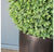Boxwood Ball in Wood Grain Barrel Planter, 30