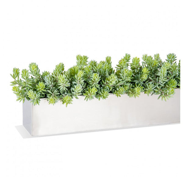 Stainless Steel Table Planter, Sedum Album by Gold Leaf Design Group | Planters, Troughs & Cachepots | Modishstore
