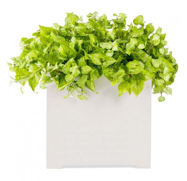 Outdoor: Cube Planter w/ Potato Vine by Gold Leaf Design Group | Outdoor Planters, Troughs & Cachepots | Modishstore-3