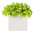 Outdoor: Cube Planter w/ Potato Vine by Gold Leaf Design Group | Outdoor Planters, Troughs & Cachepots | Modishstore-3