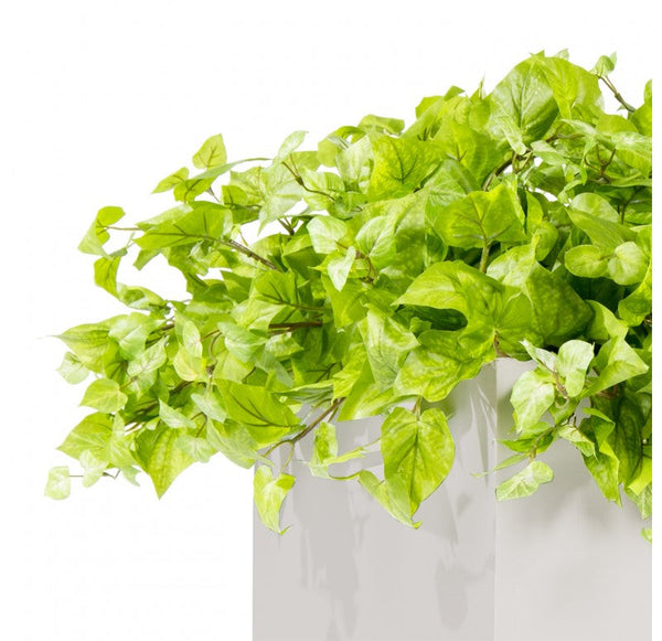 Outdoor: Cube Planter w/ Potato Vine by Gold Leaf Design Group | Outdoor Planters, Troughs & Cachepots | Modishstore-4