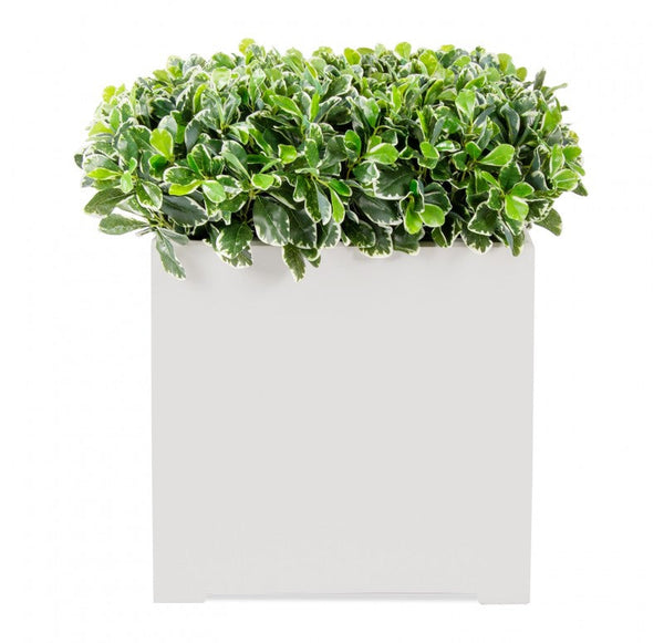 Outdoor: Planter w/ Variegated Pittosporum by Gold Leaf Design Group | Outdoor Planters, Troughs & Cachepots | Modishstore
