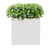 Outdoor: Planter w/ Variegated Pittosporum by Gold Leaf Design Group | Outdoor Planters, Troughs & Cachepots | Modishstore