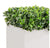 Outdoor: Planter w/ Variegated Pittosporum by Gold Leaf Design Group | Outdoor Planters, Troughs & Cachepots | Modishstore-3