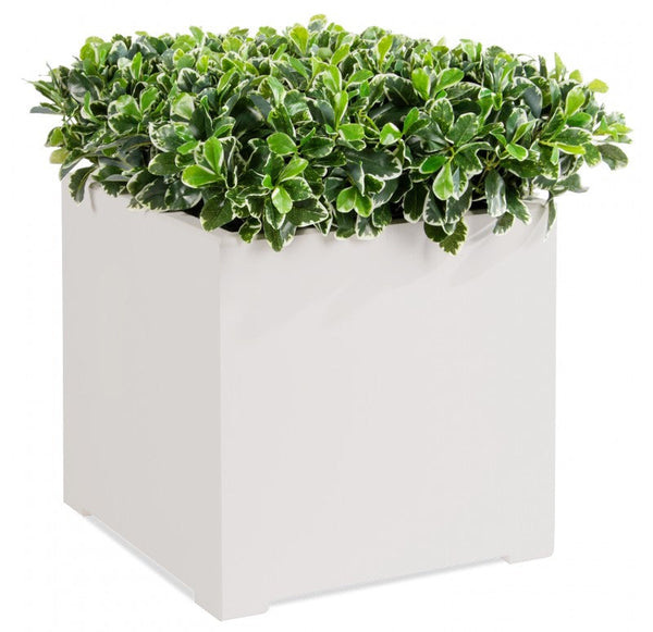 Outdoor: Planter w/ Variegated Pittosporum by Gold Leaf Design Group | Outdoor Planters, Troughs & Cachepots | Modishstore-2