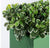 Outdoor: Green Planter w/ Variegated Pittosporum by Gold Leaf Design Group | Outdoor Planters, Troughs & Cachepots | Modishstore-3