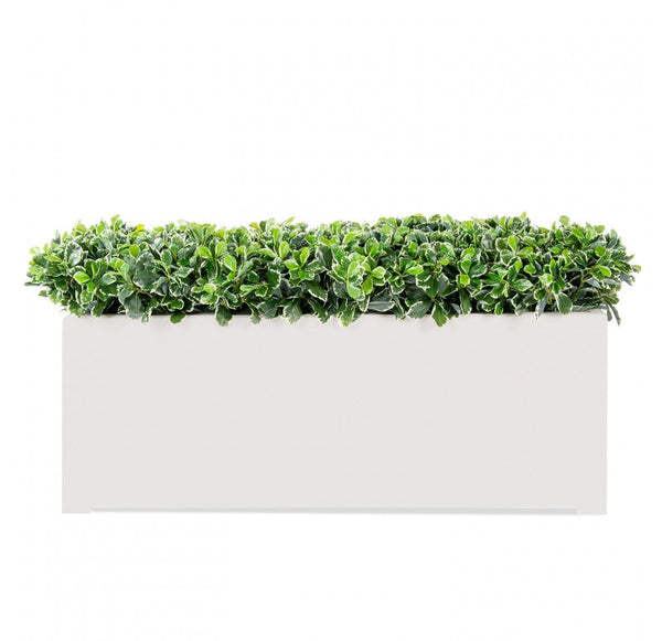 Outdoor: Planter w/ Variegated Pittosporum by Gold Leaf Design Group | Outdoor Planters, Troughs & Cachepots | Modishstore-5