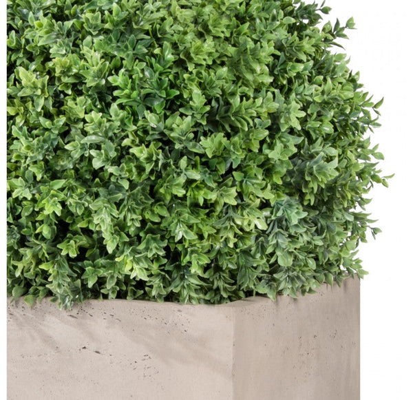 Boxwood Ball in Urbano Cube, 20