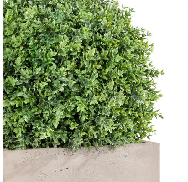 Boxwood Ball in Urbano Cube, 20