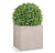 Boxwood Ball in Urbano Cube, 20