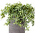 Fittonia in Ishi Planter by Gold Leaf Design Group | Planters, Troughs & Cachepots | Modishstore-2