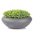 Sedum Album in Sahara Bowl, LG by Gold Leaf Design Group | Planters, Troughs & Cachepots | Modishstore