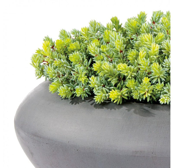 Sedum Album in Sahara Bowl, LG by Gold Leaf Design Group | Planters, Troughs & Cachepots | Modishstore-2