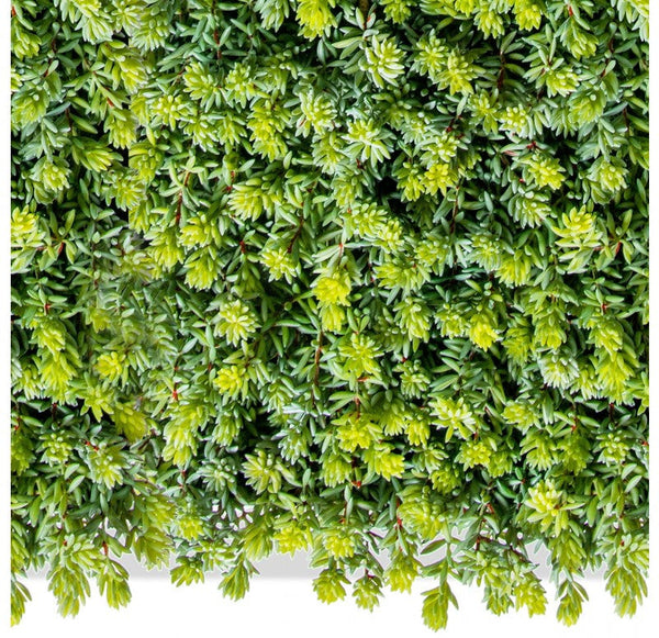 Green Wall, Sedum Album, 28