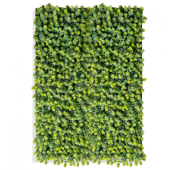 Green Wall, Sedum Album, 28