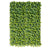 Green Wall, Sedum Album, 28