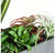 California Mix 2 in Linear Planter by Gold Leaf Design Group | Planters, Troughs & Cachepots | Modishstore-4