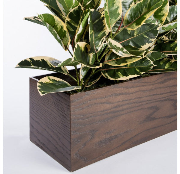 Rubber Plant Variegated, Linear Planter by Gold Leaf Design Group | Planters, Troughs & Cachepots | Modishstore-4