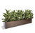 Rubber Plant Variegated, Linear Planter by Gold Leaf Design Group | Planters, Troughs & Cachepots | Modishstore-2