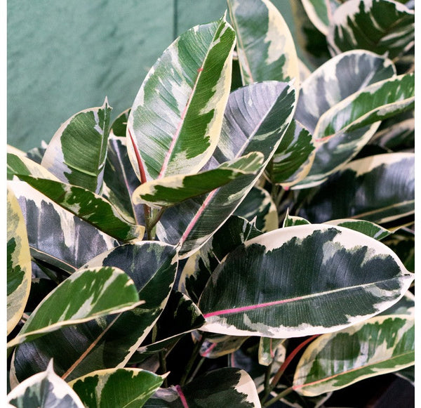 Rubber Plant Variegated, Linear Planter by Gold Leaf Design Group | Planters, Troughs & Cachepots | Modishstore-5