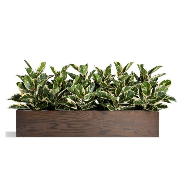 Rubber Plant Variegated, Linear Planter by Gold Leaf Design Group | Planters, Troughs & Cachepots | Modishstore-3